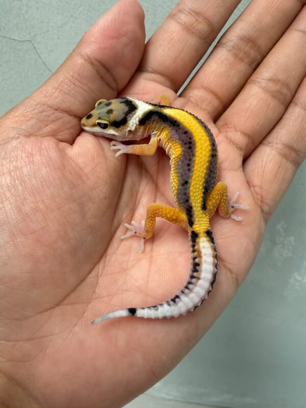 IMG_3717 jual gecko tangerine stripe het tremper incub jantan baby tembus murah