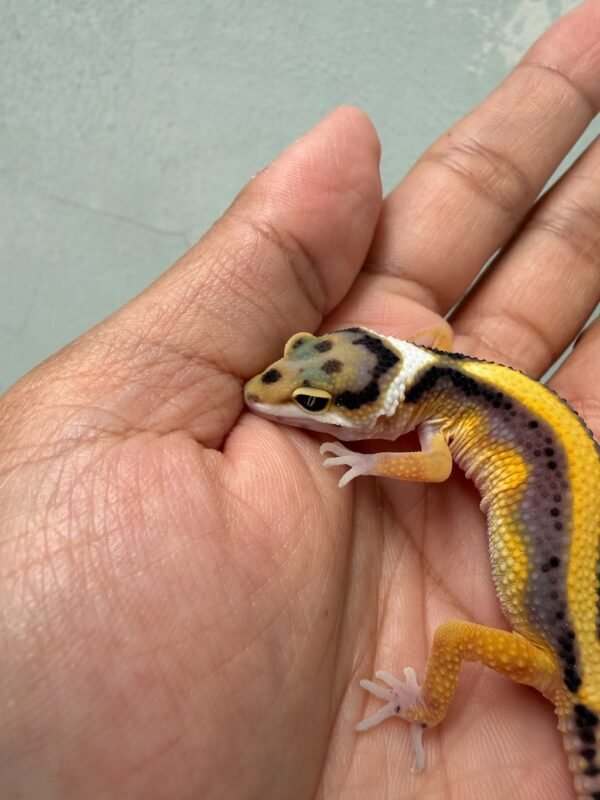 IMG_3718 mata gecko tangerine stripe