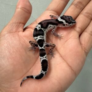 jual gecko mack snow black night het eclipse ph tremper incub jantan