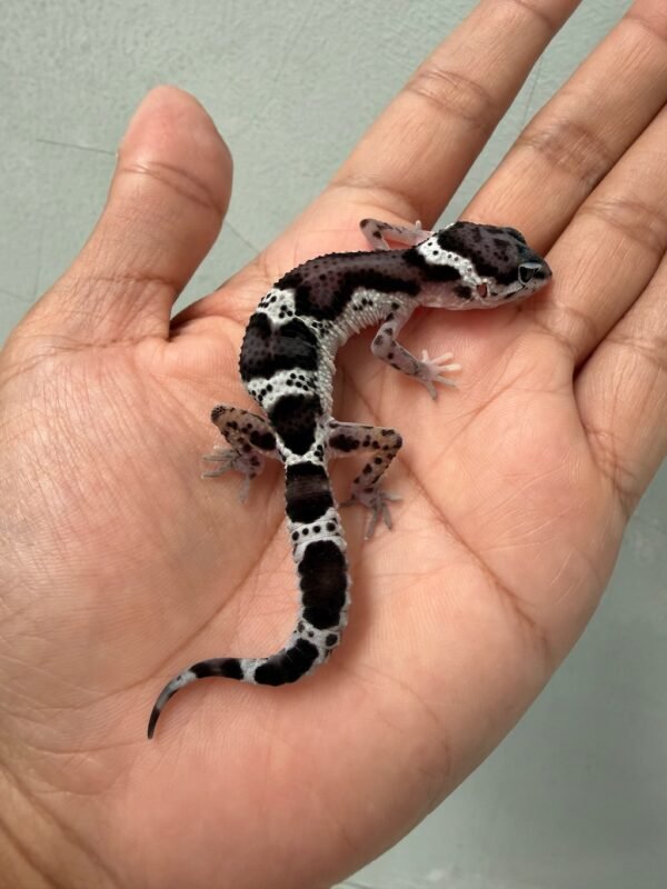 IMG_3721 jual gecko mack snow black night het eclipse ph tremper incub jantan