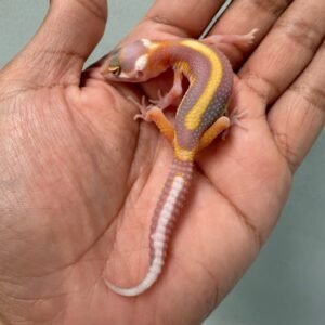 jual gecko tangerine tremper bold stripe incub jantan baby