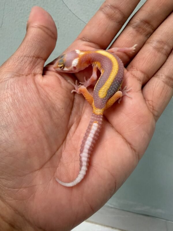 IMG_3727 jual gecko tangerine tremper bold stripe incub jantan baby