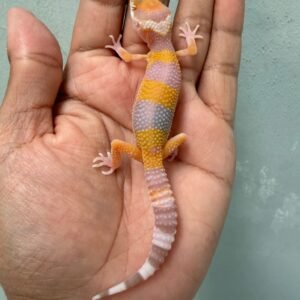 jual gecko hybino poss giant ph ember incub jantan baby