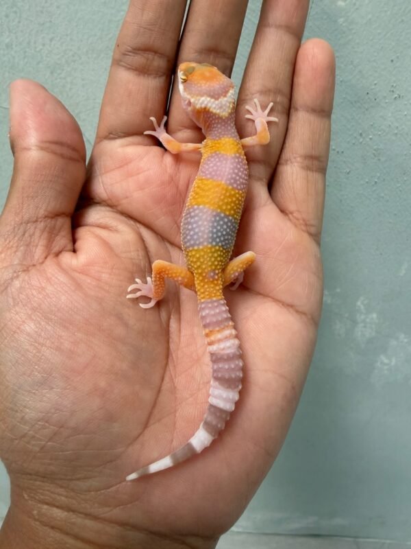 IMG_3736 jual gecko hybino poss giant ph ember incub jantan baby