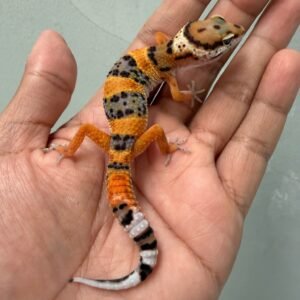 IMG_3739 jual gecko emerine cross jantan nice color