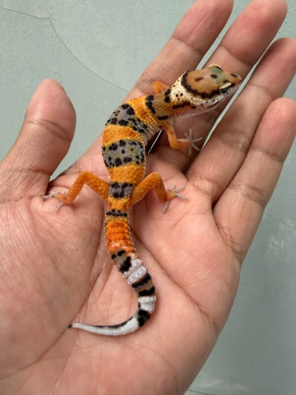 IMG_3739 jual gecko emerine cross jantan nice color