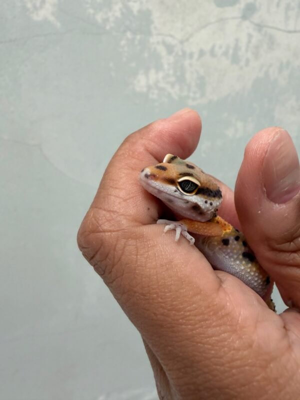 IMG_3740 Emerine Cross het Tremper - Jantan - R260922 - NICE COLOR