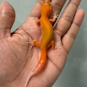 IMG_3743 jual gecko aptor ct ph raptor incub betina baby nice color