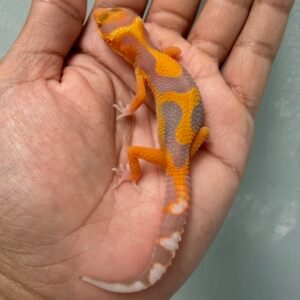 IMG_3746 jual gecko tremper emerine jungle incub jantan bahan kontes baby