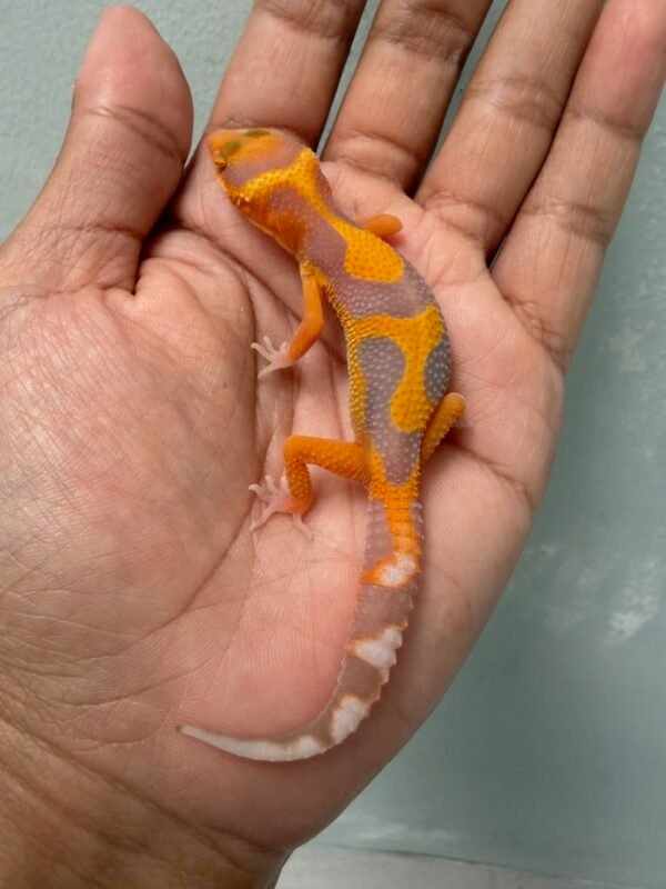 jual gecko tremper emerine jungle incub jantan bahan kontes baby