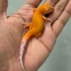 jual gecko bell emerine stripe ph radar incub betina nice color