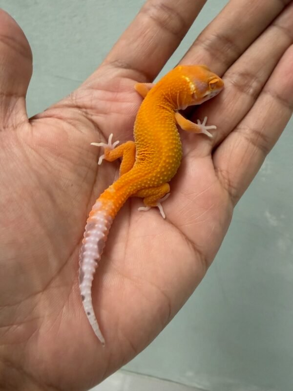 jual gecko bell emerine stripe ph radar incub betina nice color
