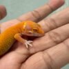 Bell Emerine Stripe - incub Betina - R262028 - NICE COLOR