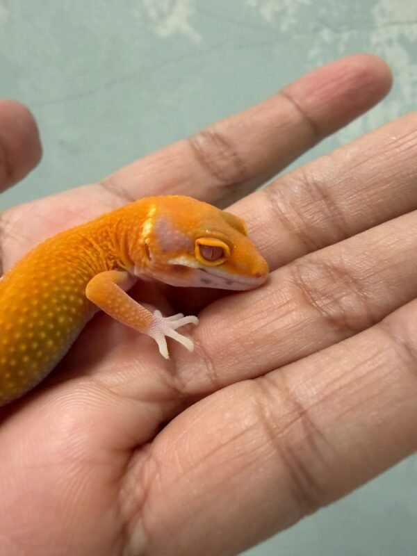 Bell Emerine Stripe - incub Betina - R262028 - NICE COLOR