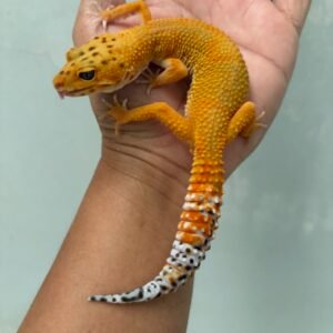 IMG_3893 jual gecko emerine het tremper betina indukan