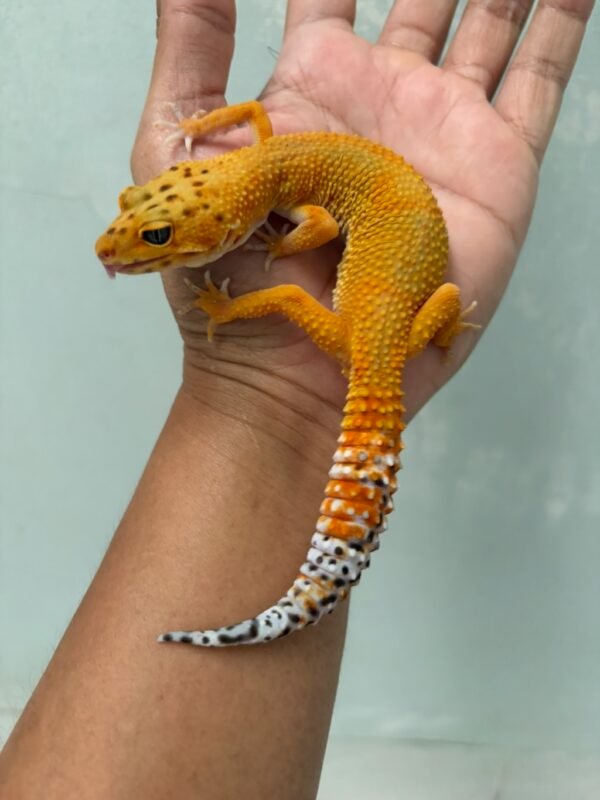 IMG_3893 jual gecko emerine het tremper betina indukan