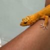 IMG_3894 mata gecko emerine