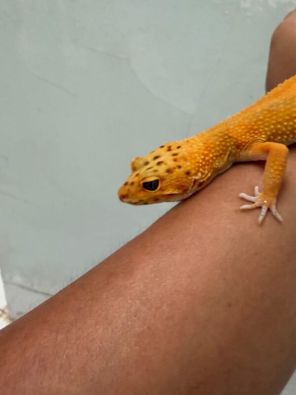 IMG_3894 mata gecko emerine