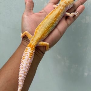 IMG_3896 jual gecko white & yellow raptor red stripe betina rare