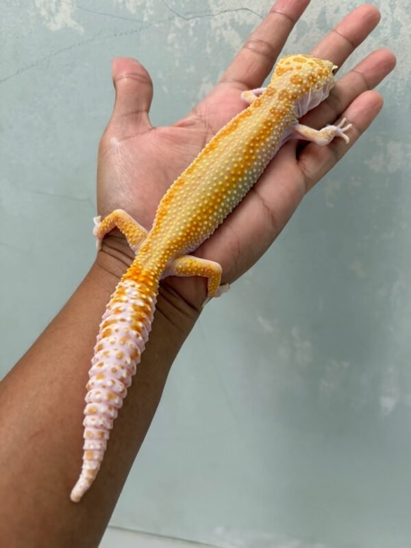 jual gecko white & yellow raptor red stripe betina rare
