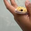 mata gecko white & yellow raptor
