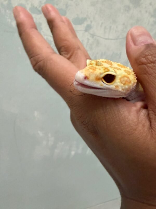 mata gecko white & yellow raptor