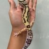 IMG_3899 jual gecko bold stripe eclipse betina indukan rare