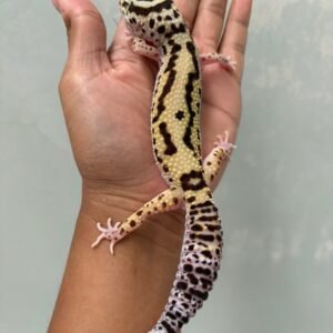 IMG_3899 jual gecko bold stripe eclipse betina indukan rare