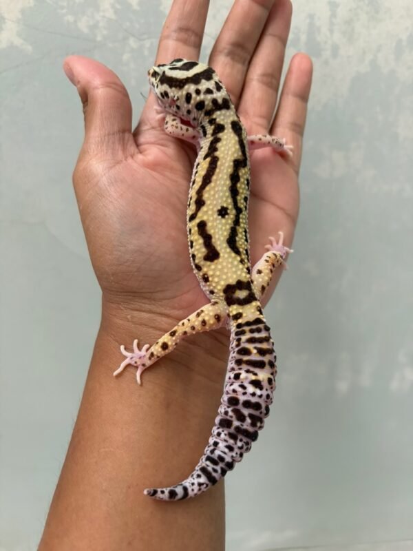 IMG_3899 jual gecko bold stripe eclipse betina indukan rare