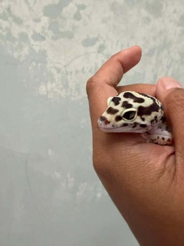 IMG_3900 mata gecko bold stripe eclipse betina