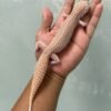 jual gecko black night super raptor betina indukan