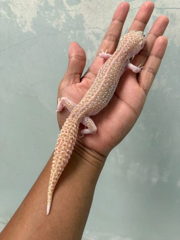 jual gecko black night super raptor betina indukan