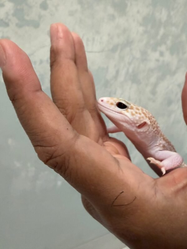 mata gecko black night super raptor