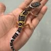 IMG_3905 jual gecko black night cross het tremper jantan