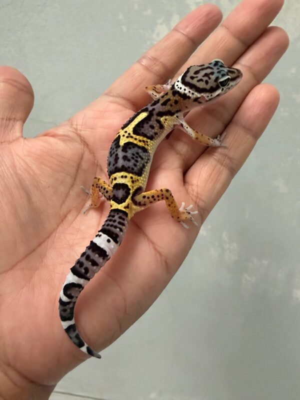 IMG_3905 jual gecko black night cross het tremper jantan