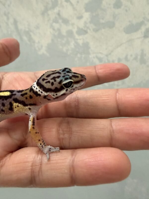 IMG_3906 mata gecko black night cross jantan