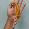 IMG_3909 jual gecko tangerine tremper bold stripe betina
