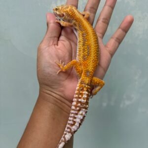 jual gecko tangerine tremper bold stripe betina
