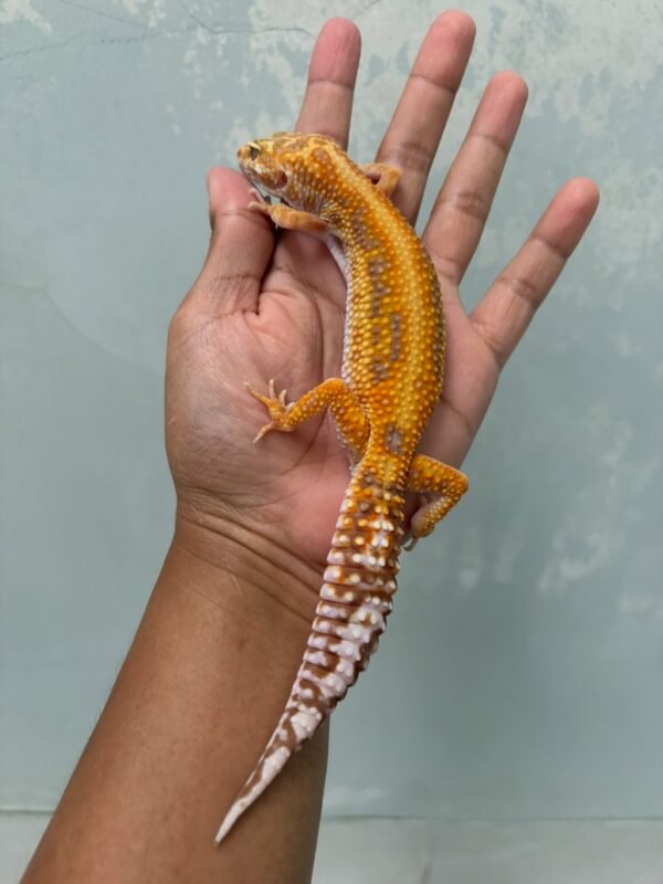 IMG_3909 jual gecko tangerine tremper bold stripe betina