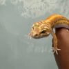 IMG_3911 mata gecko tangerine tremper bold stripe