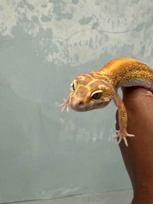 IMG_3911 mata gecko tangerine tremper bold stripe