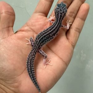 jual leopard gecko super snow black night het raptor jantan line panda