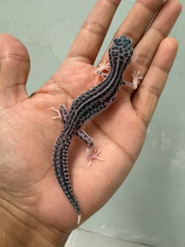 IMG_3913 jual leopard gecko super snow black night het raptor jantan line panda