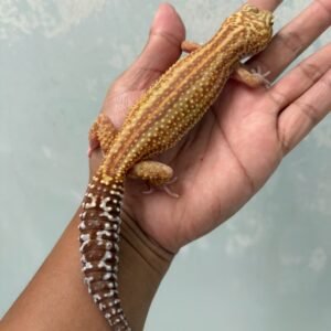 jual leopard gecko ulet bambu albino black night cross betina