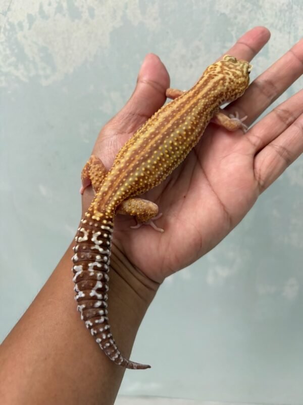 IMG_3918 jual leopard gecko ulet bambu albino black night cross betina