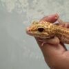 IMG_3919 mata gecko ulet bambu albino