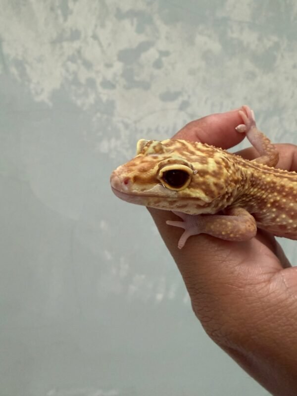 IMG_3919 mata gecko ulet bambu albino