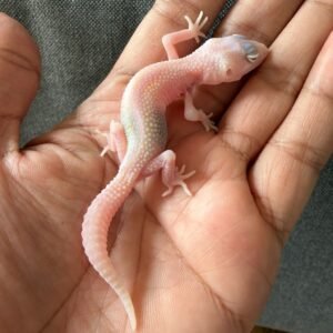 IMG_4003 jual leopard gecko white & yellow ulet bambu albino baby
