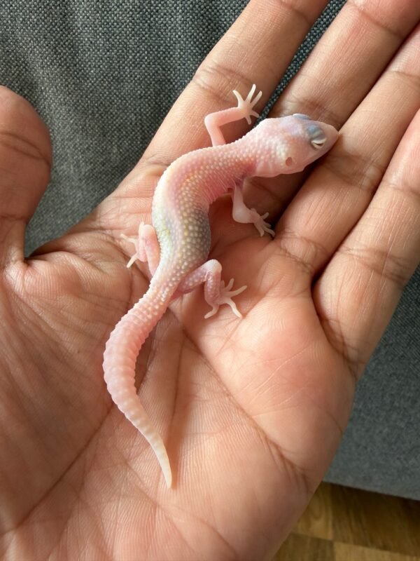 IMG_4003 jual leopard gecko white & yellow ulet bambu albino baby