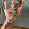 jual leopard gecko tug snow reverse stripe betina indukan rare
